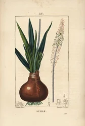 Mořská squid, Drimia maritima, s cibule, list, stonek a květ. Ručně kolorovaná tečkovaná mědirytina od Lamberta Juniora z kresby Pierra Jean-Francoise Turpina z Chaumeton, Poiret a Chamberet