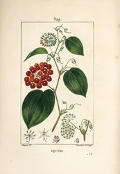 Smilax Variety - Čínský smilax, Smilax porcelán, s květem, úponkem, listem a ovocem. Ručně kolorovaná tečkovaná mědirytina od Lamberta Juniora z kresby Pierra Jean-Francoise Turpina z Chaumeton, Poiret a Chamberet
