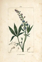 Staphisagria - Lie-bane nebo stavesacre, Delphinium staphisagria, s květem, listem, stopkou a semenem. Ručně kolorovaná tečkovaná mědirytina od Lamberta Juniora z kresby Pierra Jean-Francoise Turpina z Chaumetonovy, Poiretovy a Chamberetovy „“ La Flore