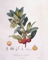 Planika obecná (Arbutus unedo), Henry Louis Duhamel du Monceau, botanická tabule od Pierra Jeana Françoise Turpina