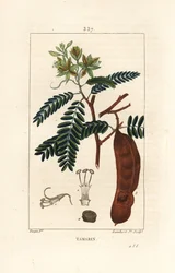 Tamarind - Tamarind, Tamarindus indica, shwoing květina, list a semeno. Ručně kolorovaná tečkovaná mědirytina od Lamberta Juniora z kresby Pierra Jean-Francoise Turpina z Chaumeton, Poiret a Chamberet