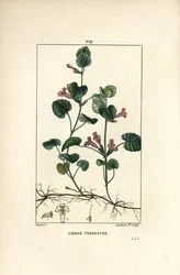 Pozemní břečťan - Popenec obecný, Hedera terrestris. Ručně kolorovaná tečkovaná mědirytina od Lamberta Juniora podle kresby Pierra Jeana-Françoise Turpina z knihy „La Flore Médicale“ od Chaumetona, Poireta a Chambereta, Paříž, Panckoucke