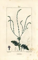 Verbena neboli Posvátná bylina, Venušina žíla nebo Čarodějnice - Vervain, Verbena officinalis. Ručně kolorovaná tečkovaná mědirytina od Lamberta Juniora z kresby Pierra Jean-Francoise Turpina z Chaumeton, Poiret a Chamberetova „“La Flore Medicale,”” Par