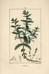 Vodní germandree - Vodní germandre, Teucrium scordium, ukazuje květ, list, stonek a kořeny. Ručně kolorovaná tečkovaná mědirytina od Lamberta Juniora z kresby Pierra Jean-Francoise Turpina z Chaumeton, Poiret a Chamberet