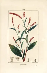 Uzlík vodní - Vodní pepř, Persicaria hydropiper (Polygonum hydropiper), s květem, stopkou a listem. Ručně kolorovaná tečkovaná mědirytina od Lamberta Juniora z kresby Pierra Jean-Francoise Turpina z Chaumeton, Poiret a Chamberet