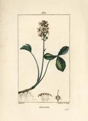 Vodní trojlístek nebo vodní trojlístek menyanth - trojlístek Mars, Menyanthes trifoliata. Ručně kolorovaná tečkovaná mědirytina od Lamberta Juniora z kresby Pierra Jean-Francoise Turpina z Chaumeton, Poiret a Chamberet