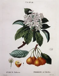 Poirier de Pollviller - v „“ Nouveau Duhamel du Monceau ou traité des arbres et shrustes que le culture en France““, postavy podle kreseb P. J. Redoute et P. Bessa, Paříž