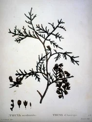 Thuya occidentalis nebo American Thuya - v „“ New Duhamel du Monceau aneb pojednání o stromech a křovinách této kultury ve Francii““, figury podle kreseb P. J. Redoute a P. Bessa