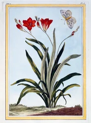 Cornlily, hospoda. 1776.