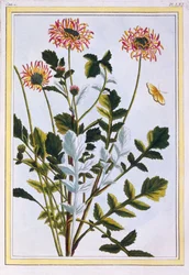 Etiopská Arctotis African Daisy, hospoda. 1776.