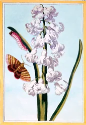 Hyacint, hospoda. 1776.