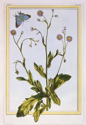 The Erigeron of Philadelphia Kanadský Fleabane, hospoda. 1776.