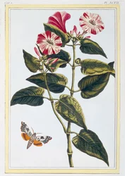 La Belle de Nuit Morning Glory, hospoda. 1776.