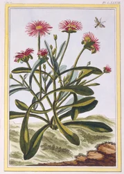 Ficoid Afriky nebo Mesembryanthemum, hospoda. 1776.
