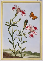 Skvrnitý květ Inků (peruánská lilie), kolem roku 1766