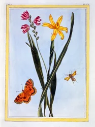 Jihoamerická Ixia, hospoda. 1776.