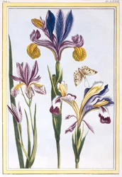 Iris pestrý, cca 1776 (ručně kolorovaná rytina)