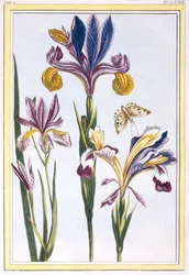 Iris pestrý, hospoda. 1776.
