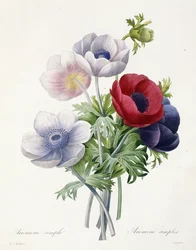 Jednoduchá sasanka, z díla „Choix des Plus Belles Fleurs et des Plus Beaux Fruits“ od Pierra Josepha Redoutého, 1829