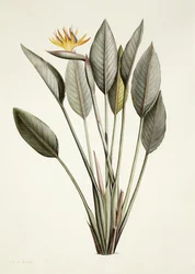 Bird of Paradise; Strelitzia Reginae,