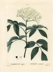 Černý bez neboli bez evropský, Sambucus nigra. Ručně kolorovaná tečkovaná rytina od slečny Brenet podle ilustrace Pierre-Josepha Redoutého z Traité des Arbres et Arbustes Henriho Louise Duhamela du Moncela, Paříž