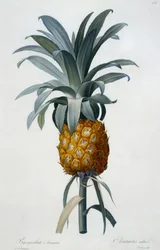 Bromelia Ananas (ručně kolorovaná rytina)