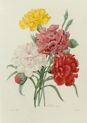 Karafiáty, z "Výběr nejkrásnějších květin", c.1833