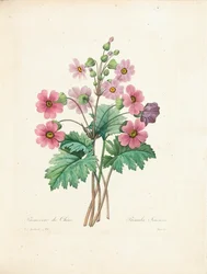 Chinese Primrose, vyrytý Bessin, z 