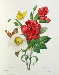 Vánoční růže, Helleborus niger a červený karafiát s motýly, z knihy "Les Choix des Plus Belles Fleurs" od Pierra Redouta (1759-1840)