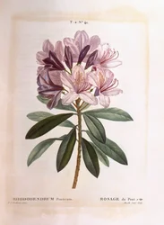 Rododendron obecný (Rhododendron ponticum), Henry Louis Duhamel du Monceau, botanická deska Pierre Joseph Redouté