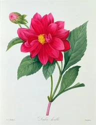 Dahlia Double (barevná rytina)