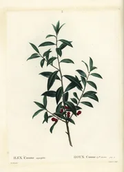 Dahoon cesmína nebo cassina, Ilex cassine. Ručně kolorovaná tečkovaná rytina Coqueret podle ilustrace Pierra-Josepha Redoute z Treat des Arbres et Shrustes, Paříž Henriho Louise Duhamela du Moncel