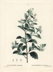 Baccharis východní, sysel, mořská myrta nebo slaninka, Baccharis halimifolia. Ručně kolorovaná tečkovaná rytina slečny Brenetové podle ilustrace Pierra-Josepha Redoutea z Treat des Arbres et Shrustes, Paříž Henriho Louise Duhamela du Moncel