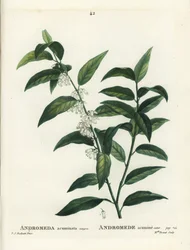 Fetterbush, Andromeda acuminata. Ručně kolorovaná tečkovaná rytina slečny Brenetové podle ilustrace Pierra-Josepha Redoutea z Treat des Arbres et Shrustes, Paříž Henriho Louise Duhamela du Moncel