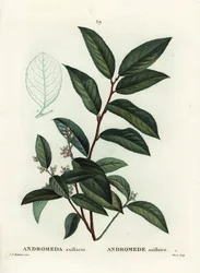 Fetterbush, Andromeda axillaris. Ručně kolorovaná tečkovaná rytina od Moreta podle ilustrace Pierre-Joseph Redoute z Treat des Arbres et Shrustes, Paříž Henriho Louise Duhamela du Moncel