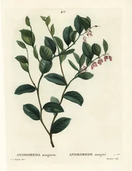 Fetterbush, Andromeda marginata. Ručně kolorovaná tečkovaná rytina od J. Marchanda podle ilustrace Pierre-Joseph Redoute z Treat des Arbres et Shrustes, Paříž Henriho Louise Duhamela du Moncel