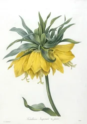 Fritillary, Imperiale žlutá odrůda, z Choice Of The Most Beautiful Flowers and Most Beautiful Fruits, 1827 (ručně kolorovaná tečkovaná rytina)