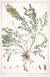 Genista pedunculata, z Stripes Nova nebo méně známé, 1784 (ručně kolorovaná rytina)