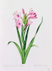 Glayeul Color of Lacquer (barevné gravírování)