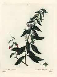 Goji berry nebo čínský Boxthorn, Lycium chinense. Ručně kolorovaná tečkovaná rytina od Moreta podle ilustrace Pierre-Joseph Redoute z Treat des Arbres et Shrustes, Paříž Henriho Louise Duhamela du Moncel