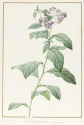 Heliotropium Corymbosurn, 1812 (wc a tělová barva přes grafit na pergamenu)