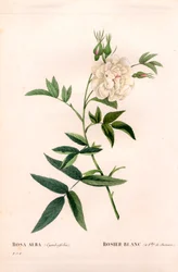 Bílá růže konopná, Rosa alba var. cannabifolia, bílá růže s listy konopí. Ručně kolorovaná tečkovaná mědirytina z díla Pierra Josepha Redouta „“Les Roses,” Paris