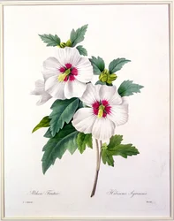 Hibiscus syriacus, vyrytý Bessinem, z „Výběr nejkrásnějších květin“, 1827