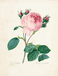 Stolistá růže, z díla „Choix des Plus Belles Fleurs et des Plus Beaux Fruits“, sv. I, 1827-33
