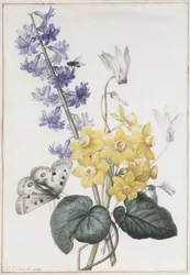 Hyacint, Cyclamen a Narcisy