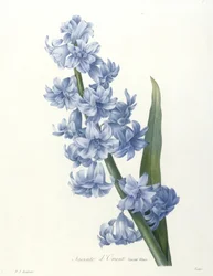 Hyacint východní, modrá odrůda, z Výběru nejkrásnějších květin a plodů, 1827