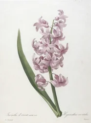 Hyacint východní, růžová odrůda, Hyacinthus orientalis, z díla Výběr nejkrásnějších květin a nejkrásnějších plodů, 1827