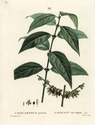 Japonské nové koření, Chimonanthus praecox (Calycanthus praecox). Ručně kolorovaná tečkovaná rytina od Moreta podle ilustrace Pierra-Josepha Redoutea z Treat des Arbres et Shrustes, Paříž Henriho Louise Duhamela du Moncel