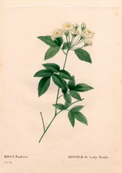 Lady Banks rose, Rosa banksiae var. alba-plena. Ručně kolorovaná tečkovaná mědirytina z díla Pierra Josepha Redouta „“Les Roses,” Paris