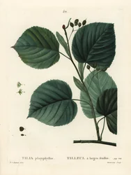 Lípa velkolistá, Tilia platyphyllos. Ručně kolorovaná tečkovaná rytina od Du Ruisseaua podle ilustrace Pierre-Joseph Redoute z Treat des Arbres et Shrustes, Paříž Henriho Louise Duhamela du Moncel